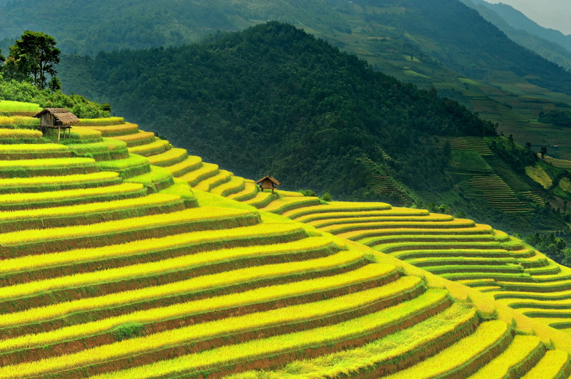 Mu Cang Chai terraced rice fields in Vietnam