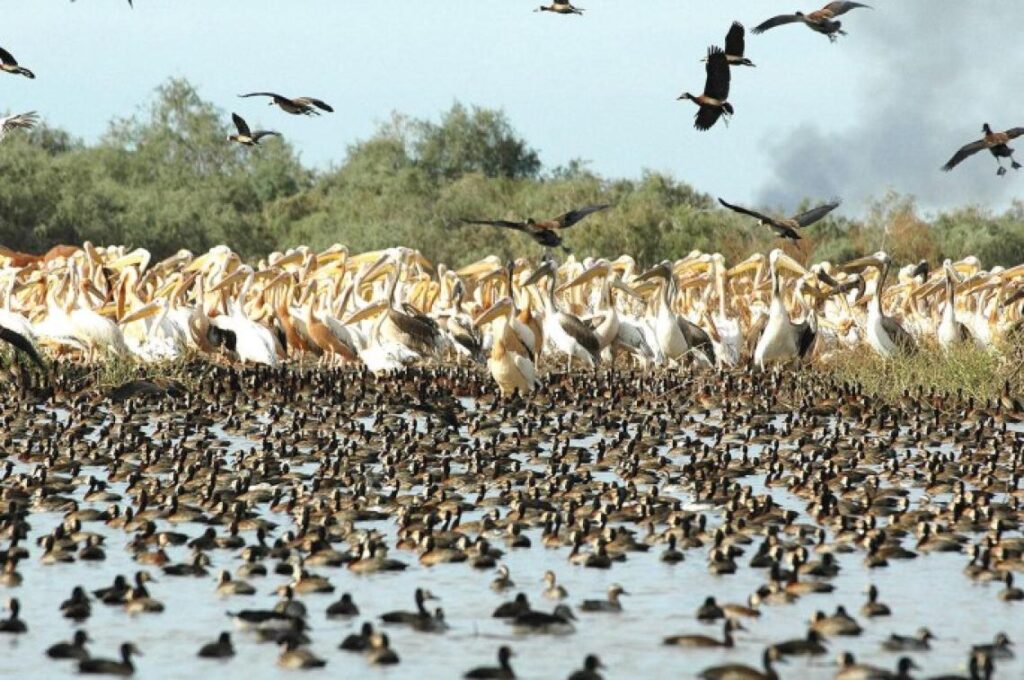 Djoudj National Bird Sanctuary, Senegal