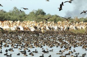 Djoudj National Bird Sanctuary, Senegal